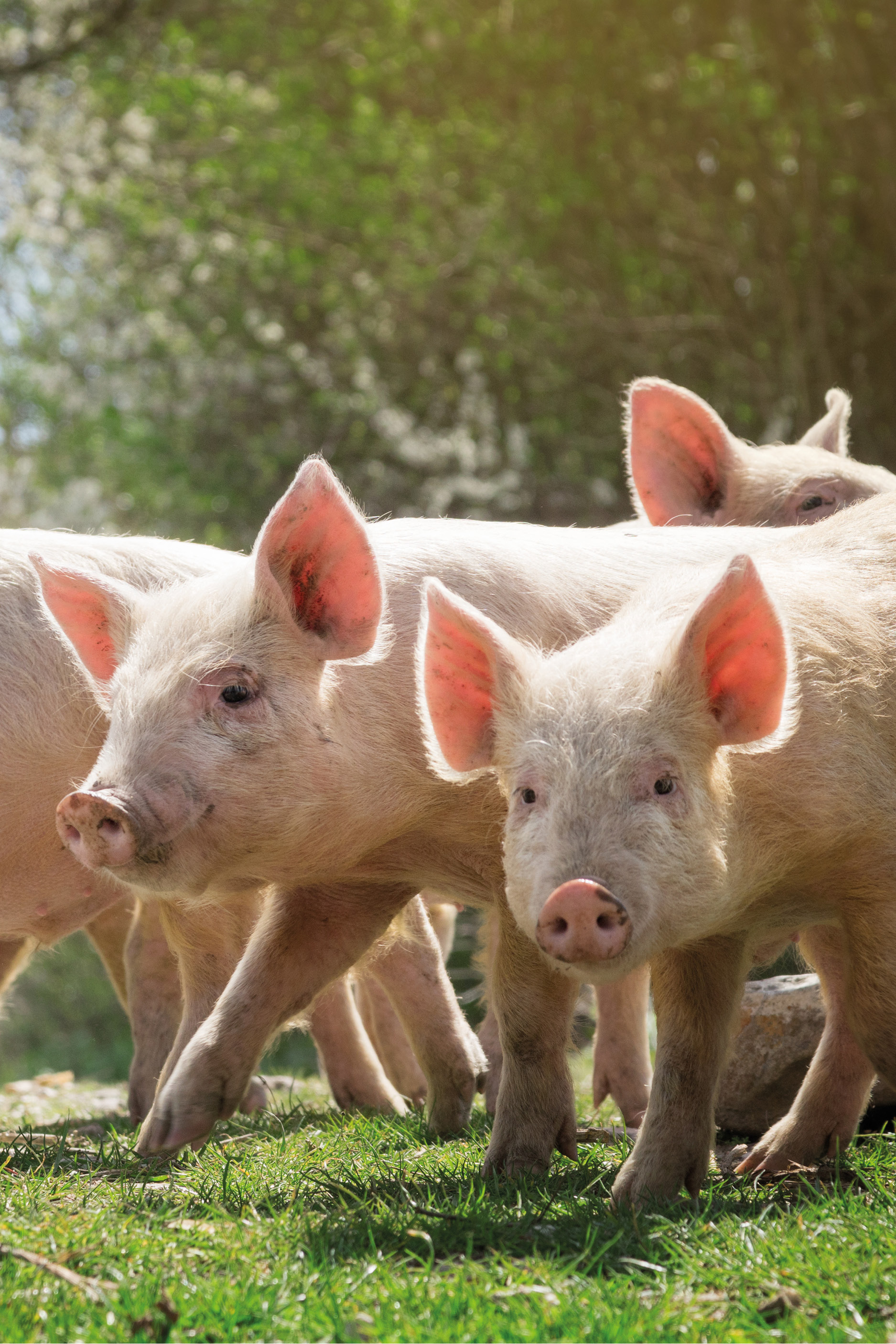 Pig picture